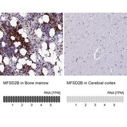 Invitrogen MFSD2B Polyclonal Antibody 100 &mu;L; Unconjugated:Antibodies,