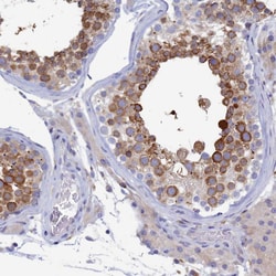 Invitrogen WDR35 Polyclonal Antibody 100 &mu;L; Unconjugated:Antibodies,