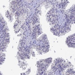 Invitrogen PRR22 Polyclonal Antibody 100 &mu;L; Unconjugated:Antibodies,