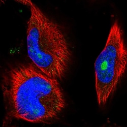 Invitrogen CCDC149 Polyclonal Antibody 100 &mu;L; Unconjugated:Antibodies,