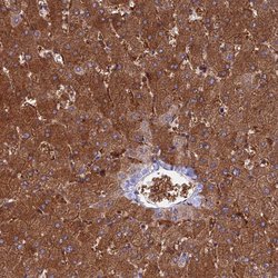 Invitrogen SDOS Polyclonal Antibody 100 &mu;L; Unconjugated:Antibodies,