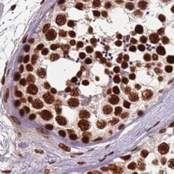 Invitrogen HDGFRP2 Polyclonal Antibody 100 &mu;L; Unconjugated:Antibodies,