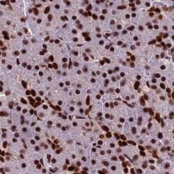 Invitrogen HDGFRP2 Polyclonal Antibody 100 &mu;L; Unconjugated:Antibodies,