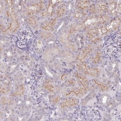 Invitrogen GASP2 Polyclonal Antibody 100 &mu;L; Unconjugated:Antibodies,