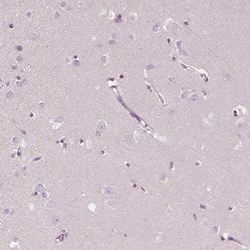 Invitrogen ELSPBP1 Polyclonal Antibody 100 &mu;L; Unconjugated:Antibodies,