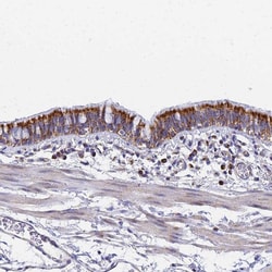 Invitrogen CNIH4 Polyclonal Antibody 100 &mu;L; Unconjugated:Antibodies,