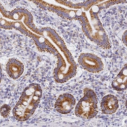 Invitrogen CNIH4 Polyclonal Antibody 100 &mu;L; Unconjugated:Antibodies,