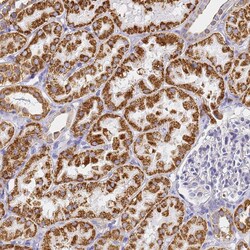 Invitrogen CNIH4 Polyclonal Antibody 100 &mu;L; Unconjugated:Antibodies,