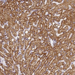 Invitrogen CNIH4 Polyclonal Antibody 100 &mu;L; Unconjugated:Antibodies,
