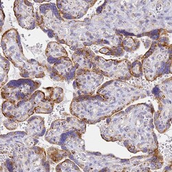 Invitrogen CNIH4 Polyclonal Antibody 100 &mu;L; Unconjugated:Antibodies,