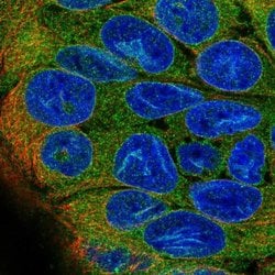 Invitrogen DHCR7 Polyclonal Antibody 100 &mu;L; Unconjugated:Antibodies,