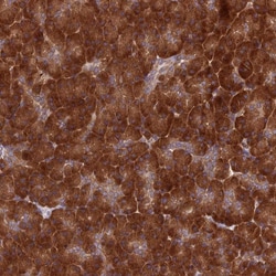 Invitrogen DHCR7 Polyclonal Antibody 100 &mu;L; Unconjugated:Antibodies,