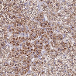 Invitrogen SDR39U1 Polyclonal Antibody 100 &mu;L; Unconjugated:Antibodies,