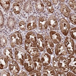 Invitrogen p53AIP1 Polyclonal Antibody 100 &mu;L; Unconjugated:Antibodies,