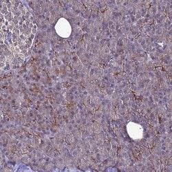 Invitrogen NELF Polyclonal Antibody 100 &mu;L; Unconjugated:Antibodies,