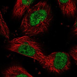 Invitrogen DHX40 Polyclonal Antibody 100 &mu;L; Unconjugated:Antibodies,