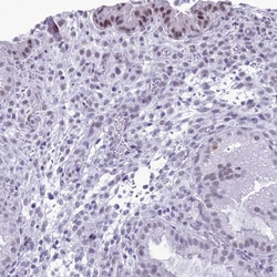 Invitrogen DHX40 Polyclonal Antibody 100 &mu;L; Unconjugated:Antibodies,