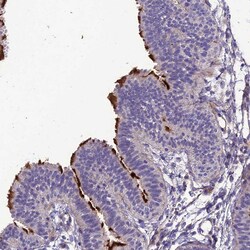 Invitrogen TEKT3 Polyclonal Antibody 100 &mu;L; Unconjugated:Antibodies,