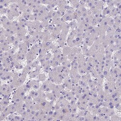 Invitrogen TEKT3 Polyclonal Antibody 100 &mu;L; Unconjugated:Antibodies,
