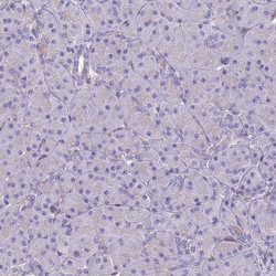 Invitrogen TEKT3 Polyclonal Antibody 100 &mu;L; Unconjugated:Antibodies,
