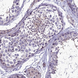 Invitrogen TEKT3 Polyclonal Antibody 100 &mu;L; Unconjugated:Antibodies,