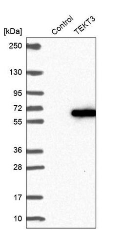 Invitrogen TEKT3 Polyclonal Antibody 100 &mu;L; Unconjugated:Antibodies,