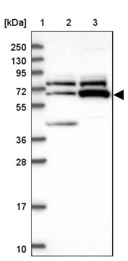 Invitrogen ZNF329 Polyclonal Antibody 100 &mu;L; Unconjugated:Antibodies,