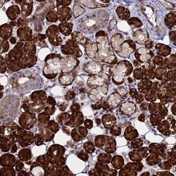 Invitrogen NOSTRIN Polyclonal Antibody 100 &mu;L; Unconjugated:Antibodies,