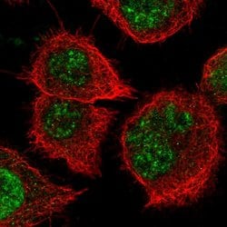 Invitrogen NOSTRIN Polyclonal Antibody 100 &mu;L; Unconjugated:Antibodies,
