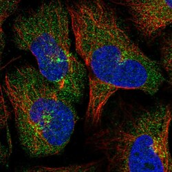 Invitrogen LACTB2 Polyclonal Antibody 100 &mu;L; Unconjugated:Antibodies,