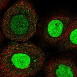 Invitrogen ZNF652 Polyclonal Antibody 100 &mu;L; Unconjugated:Antibodies,
