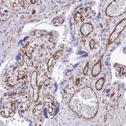 Invitrogen ZNF652 Polyclonal Antibody 100 &mu;L; Unconjugated:Antibodies,