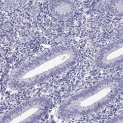 Invitrogen C17orf64 Polyclonal Antibody 100 &mu;L; Unconjugated:Antibodies,
