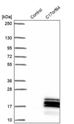 Invitrogen C17orf64 Polyclonal Antibody 100 &mu;L; Unconjugated:Antibodies,