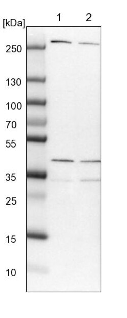 Invitrogen MRPL15 Polyclonal Antibody 100 &mu;L; Unconjugated:Antibodies,
