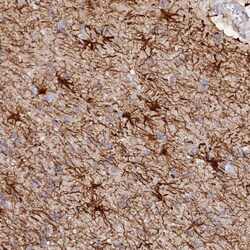Invitrogen MROH1 Polyclonal Antibody 100 &mu;L; Unconjugated:Antibodies,