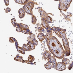 Invitrogen MROH1 Polyclonal Antibody 100 &mu;L; Unconjugated:Antibodies,