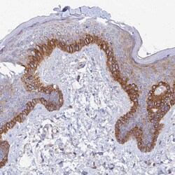 Invitrogen MROH1 Polyclonal Antibody 100 &mu;L; Unconjugated:Antibodies,