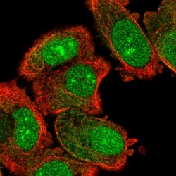 Invitrogen WDSOF1 Polyclonal Antibody 100 &mu;L; Unconjugated:Antibodies,