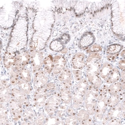 Invitrogen WDSOF1 Polyclonal Antibody 100 &mu;L; Unconjugated:Antibodies,