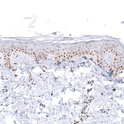 Invitrogen WDSOF1 Polyclonal Antibody 100 &mu;L; Unconjugated:Antibodies,