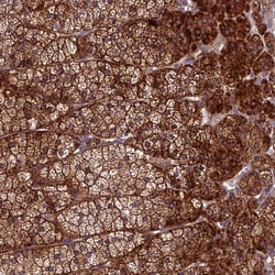 Invitrogen CENPL Polyclonal Antibody 100 &mu;L; Unconjugated:Antibodies,