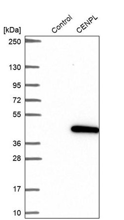 Invitrogen CENPL Polyclonal Antibody 100 &mu;L; Unconjugated:Antibodies,
