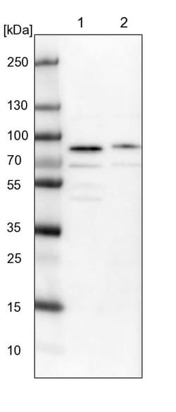 Invitrogen KIAA1324L Polyclonal Antibody 100 &mu;L; Unconjugated:Antibodies,