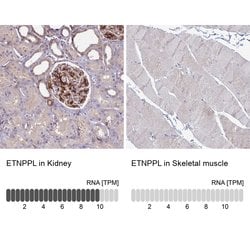 Invitrogen ETNPPL Isoform 1 Polyclonal Antibody 100 &mu;L; Unconjugated:Antibodies,