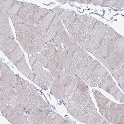 Invitrogen ETNPPL Isoform 1 Polyclonal Antibody 100 &mu;L; Unconjugated:Antibodies,