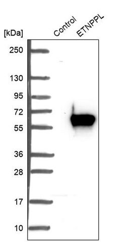 Invitrogen ETNPPL Isoform 1 Polyclonal Antibody 100 &mu;L; Unconjugated:Antibodies,