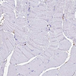 Invitrogen NME5 Polyclonal Antibody 100 &mu;L; Unconjugated:Antibodies,