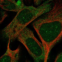 Invitrogen SPIN4 Polyclonal Antibody 100 &mu;L; Unconjugated:Antibodies,