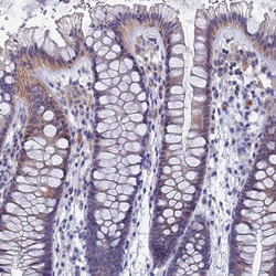Invitrogen SPIN4 Polyclonal Antibody 100 &mu;L; Unconjugated:Antibodies,